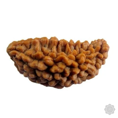1 Mukhi Rudraksha bead