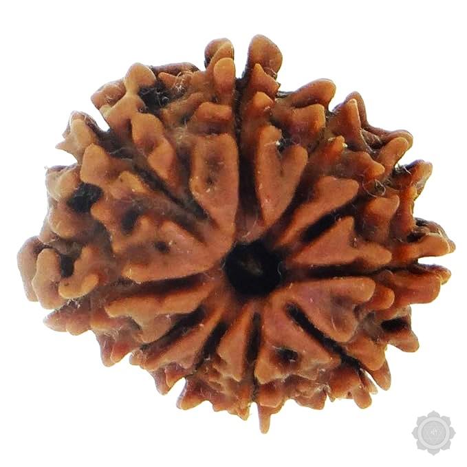 10 Mukhi Rudraksha Bead