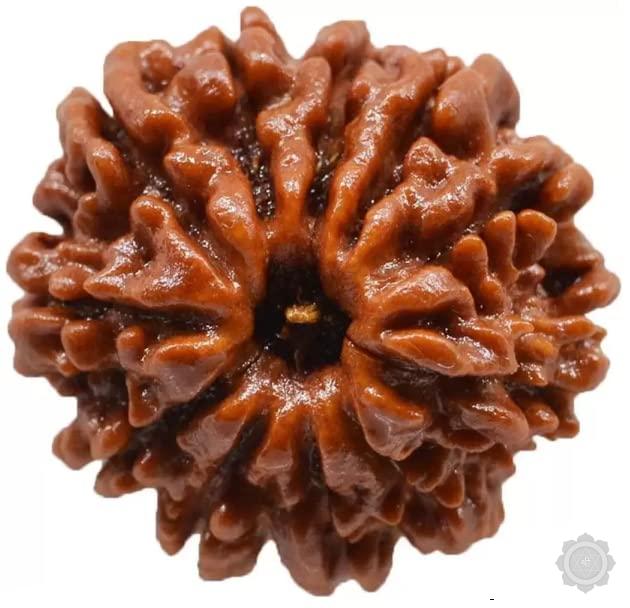11 Mukhi Rudraksha Bead