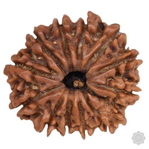 12 Mukhi Rudraksha bead