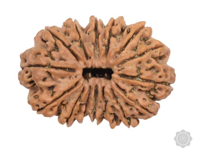 15 Mukhi Rudraksha bead