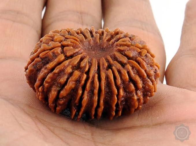 16 Mukhi Rudraksha bead