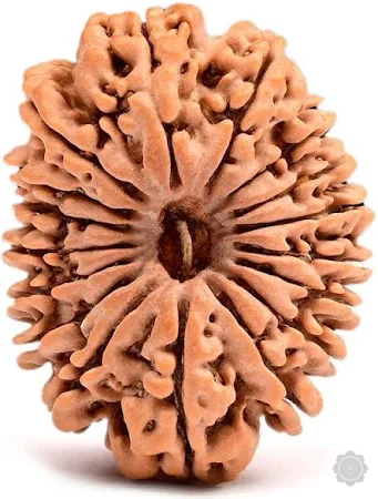 17 Mukhi Rudraksha bead