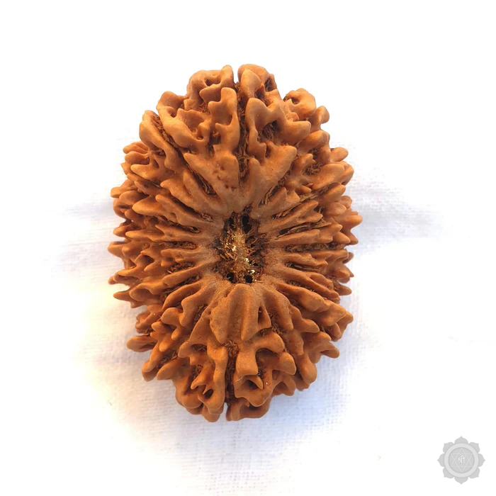 18 Mukhi Rudraksha bead