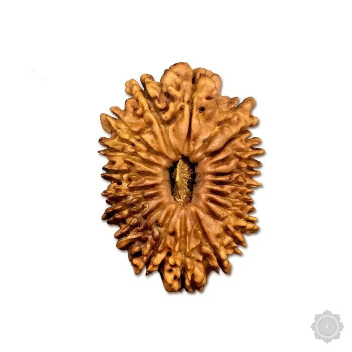 19 Mukhi Rudraksha bead