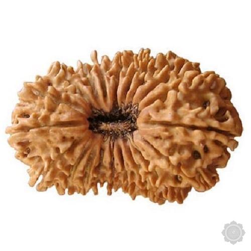 20 Mukhi Rudraksha bead