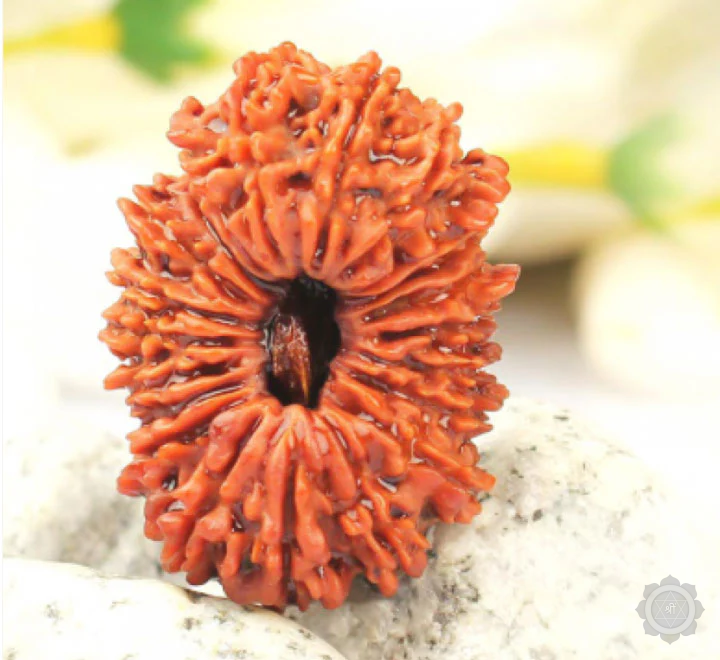21 Mukhi Rudraksha bead