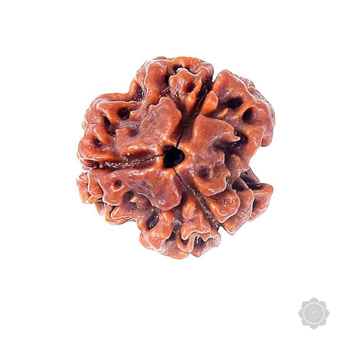 3 Mukhi Rudraksha Bead