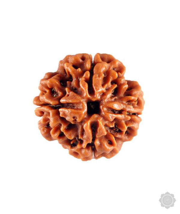 4 Mukhi Rudraksha Bead