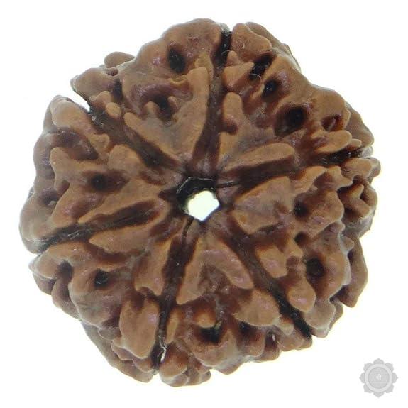 6 Mukhi Rudraksha Bead