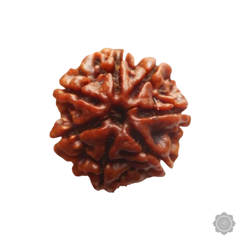 7 Mukhi Rudraksha Bead