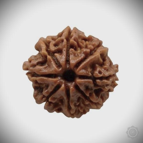 8 Mukhi Rudraksha Bead