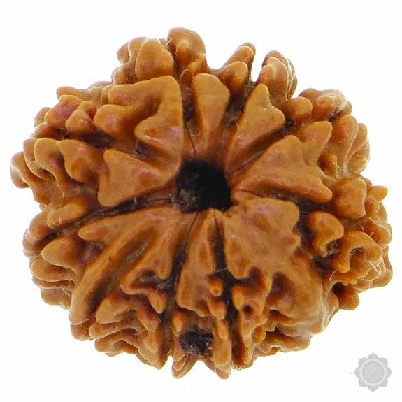 9 Mukhi Rudraksha Bead